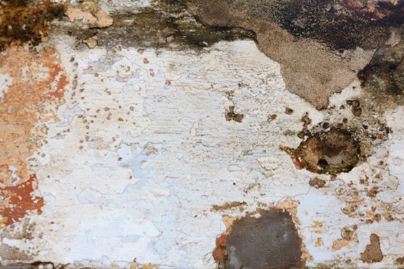 10 Dangerous Kinds of Mold That May Be Lurking in Your Home